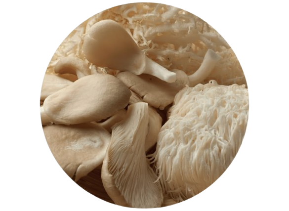 lion-removebg-preview