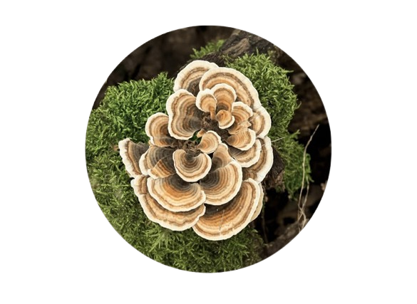 sei_la-removebg-preview