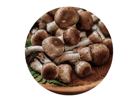 unnamed__4_-removebg-preview